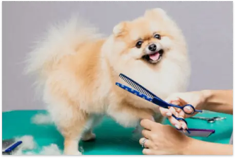 pet